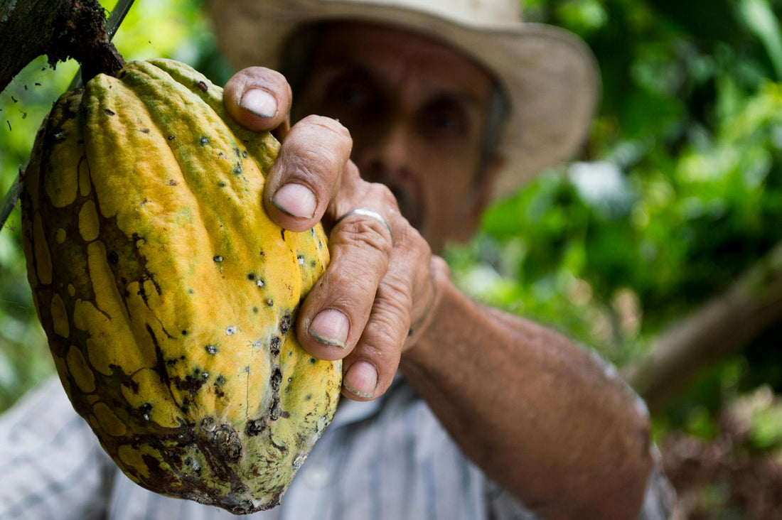 El Theobroma Cacao: Un Tesoro Natural y sus Efectos en el Organismo