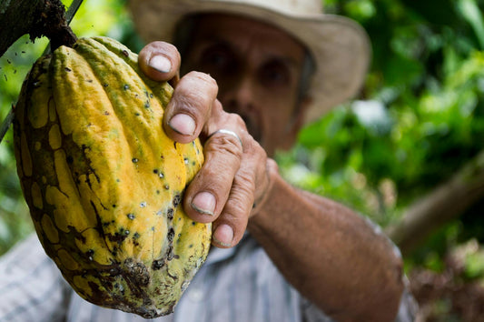 El Theobroma Cacao: Un Tesoro Natural y sus Efectos en el Organismo