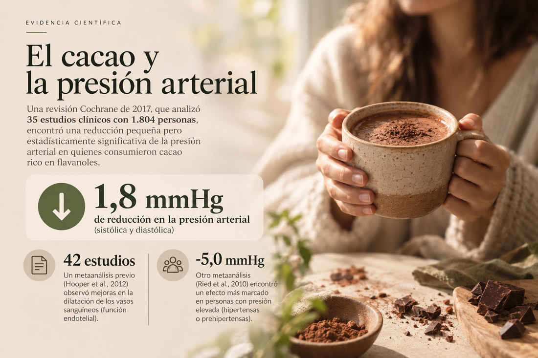 El cacao baja la presión arterial? Lo que dice la evidencia (Cochrane)
